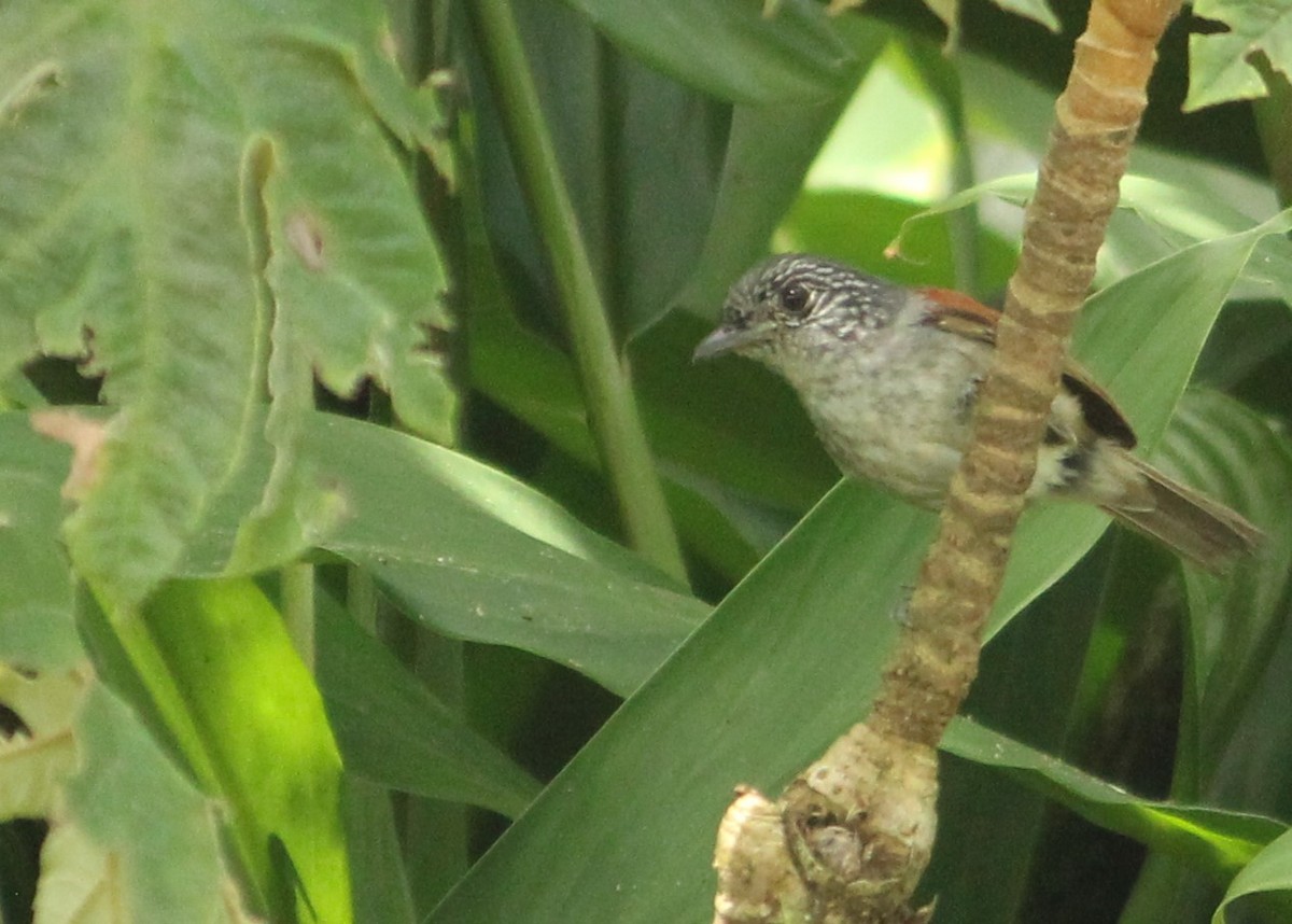 Rufous-backed Antvireo - Miguel  Magro