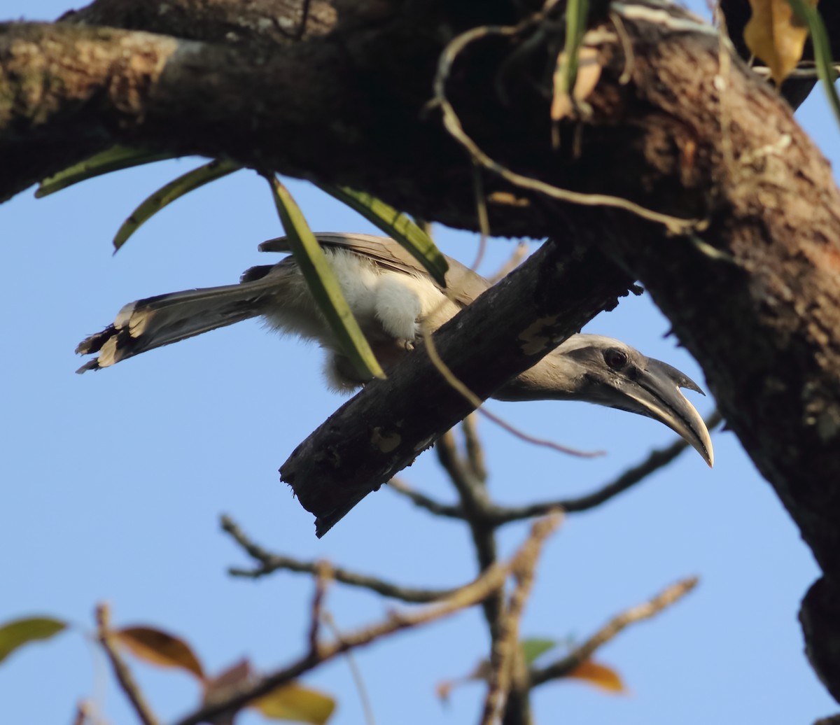 Indian Gray Hornbill - Savio Fonseca (www.avocet-peregrine.com)