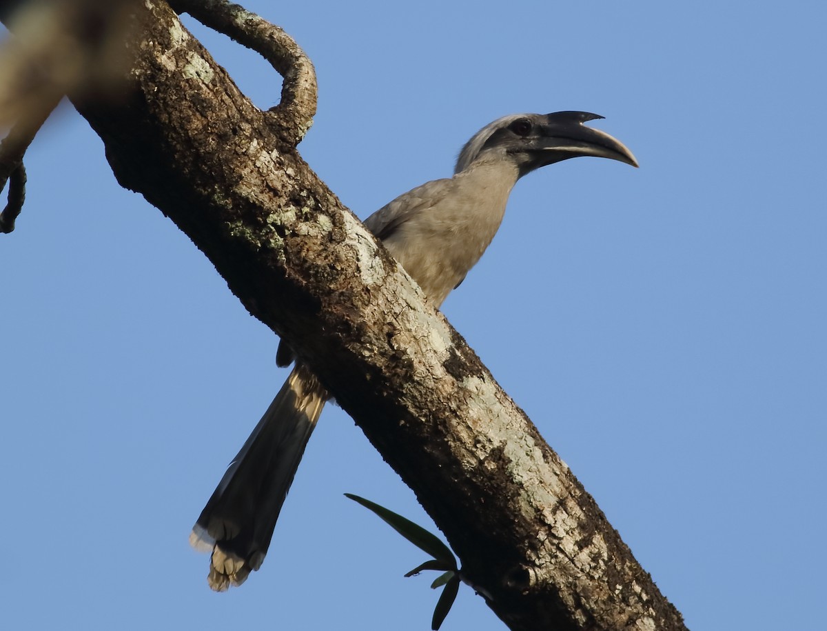 Indian Gray Hornbill - Savio Fonseca (www.avocet-peregrine.com)