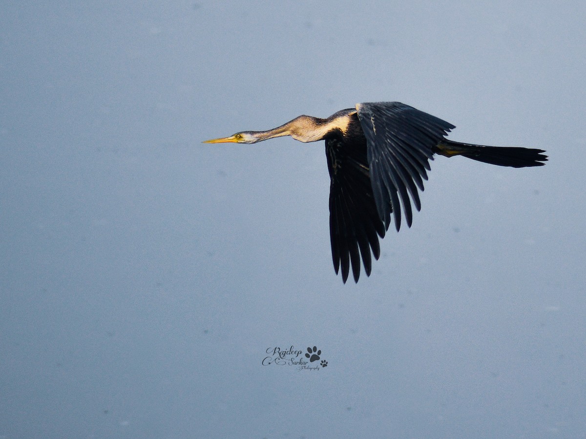 Oriental Darter - ML612588833