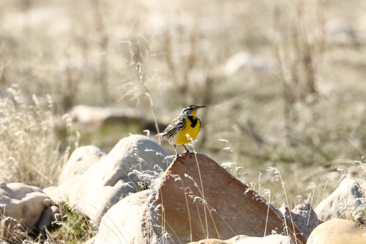 Western Meadowlark - ML612588835