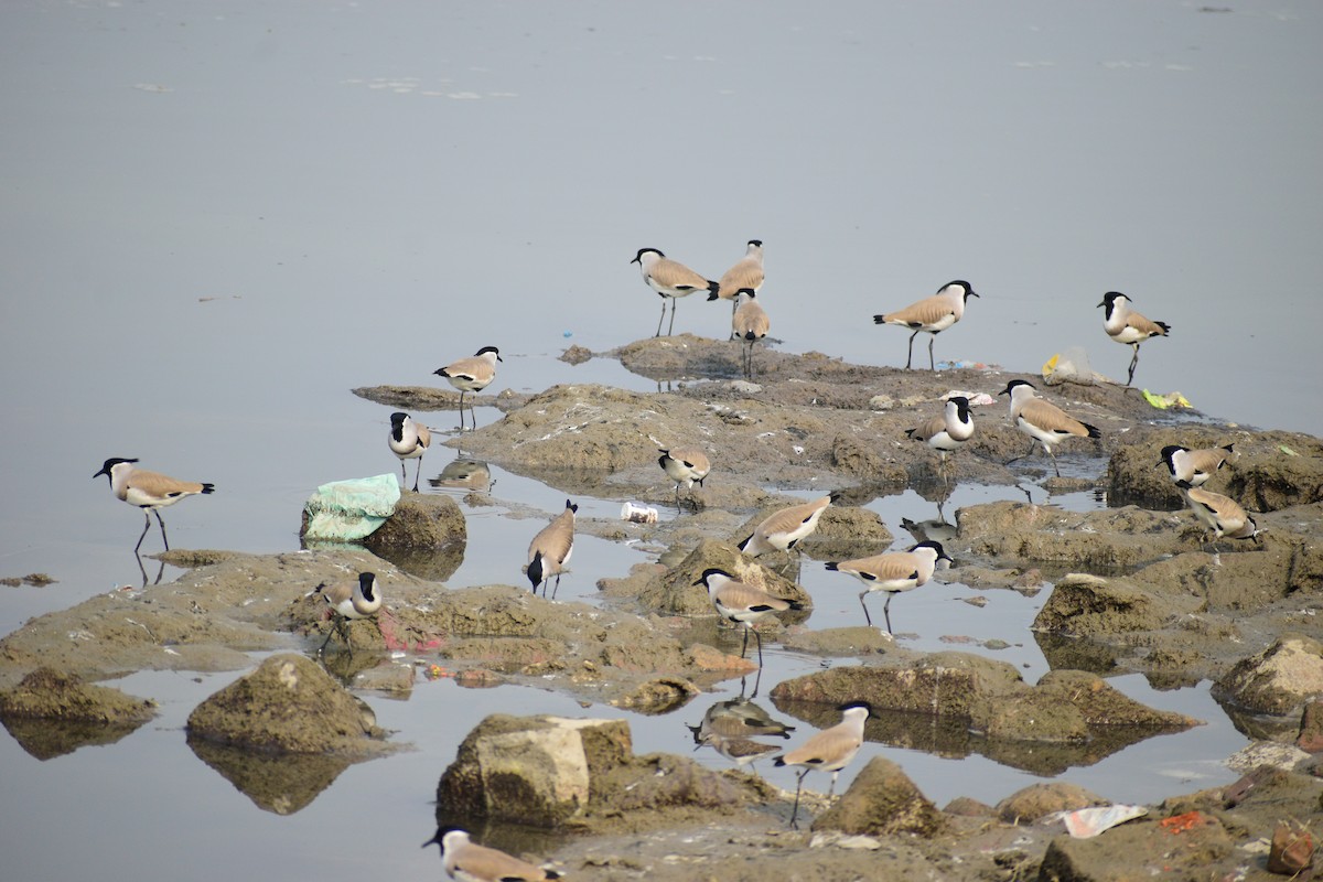 River Lapwing - ML612588849