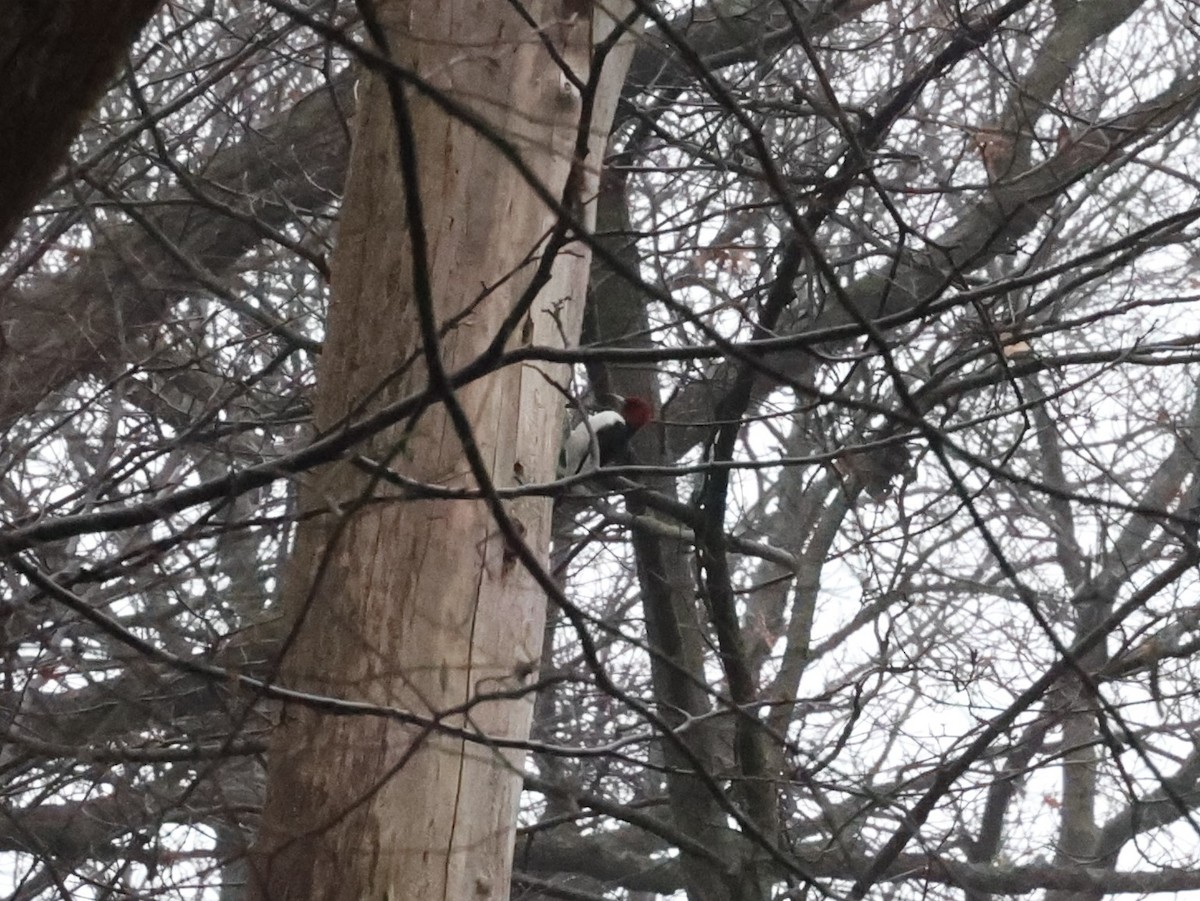 Red-headed Woodpecker - ML612588884