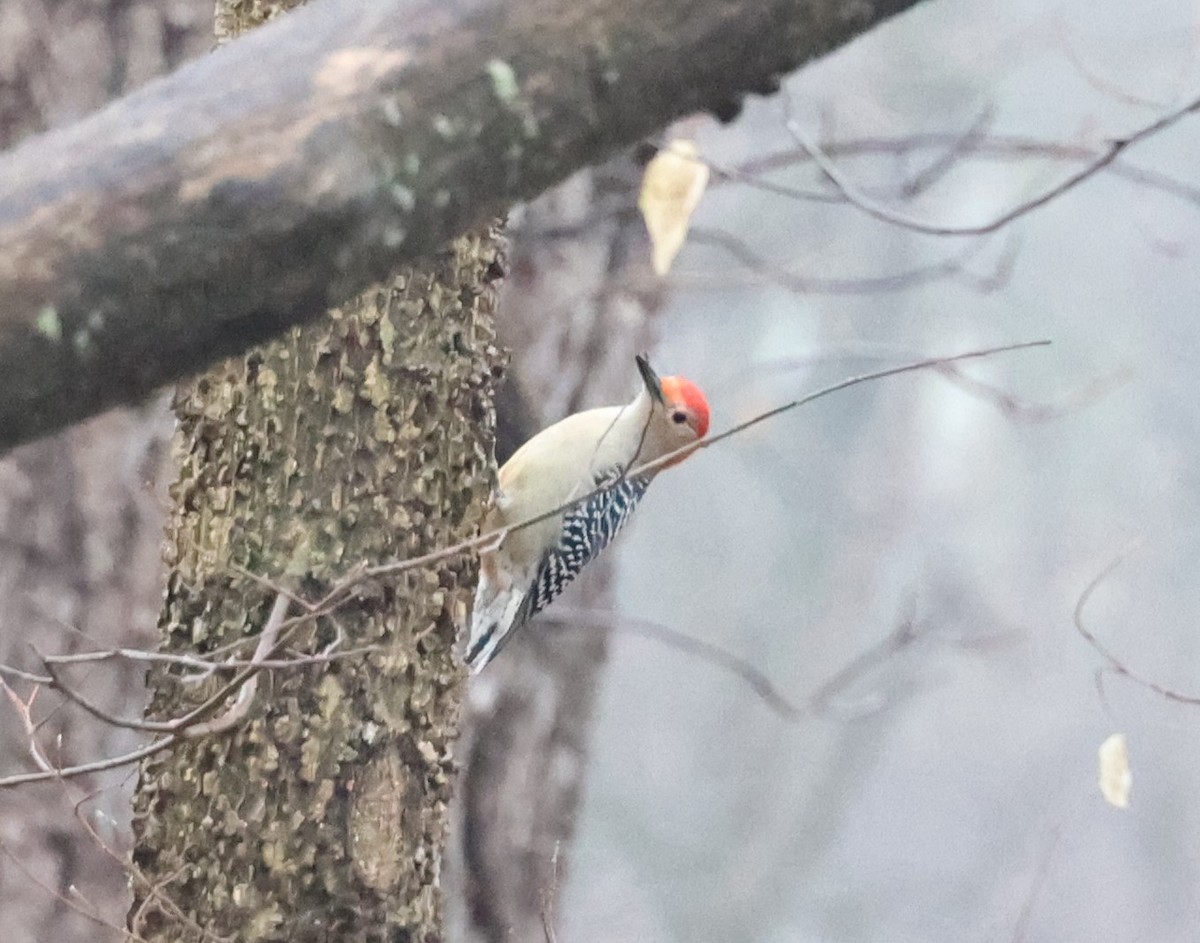 Red-bellied Woodpecker - ML612588885