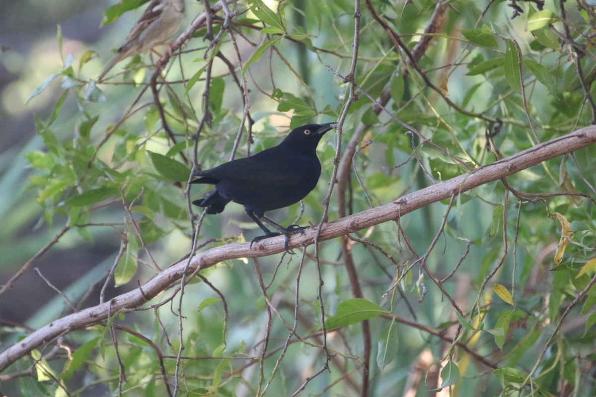 Carib Grackle - ML612588893