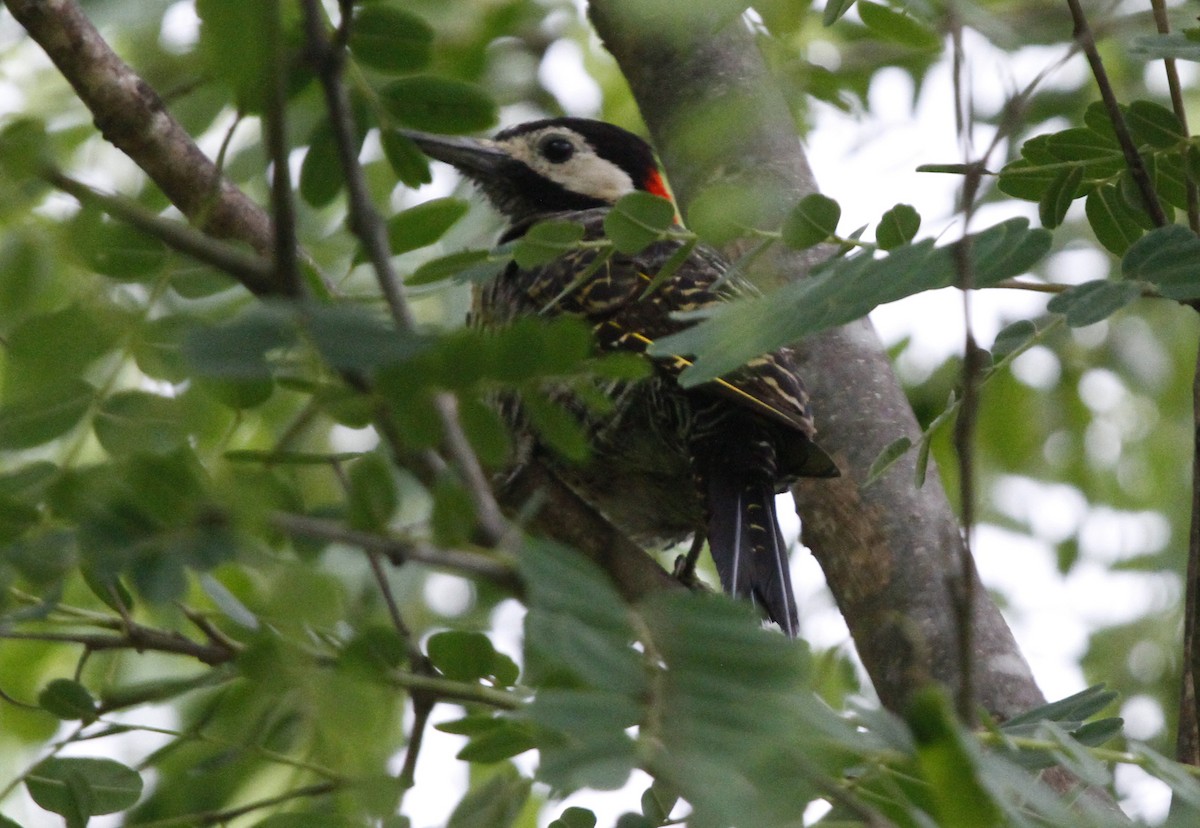 Green-barred Woodpecker (Golden-breasted) - ML612588935