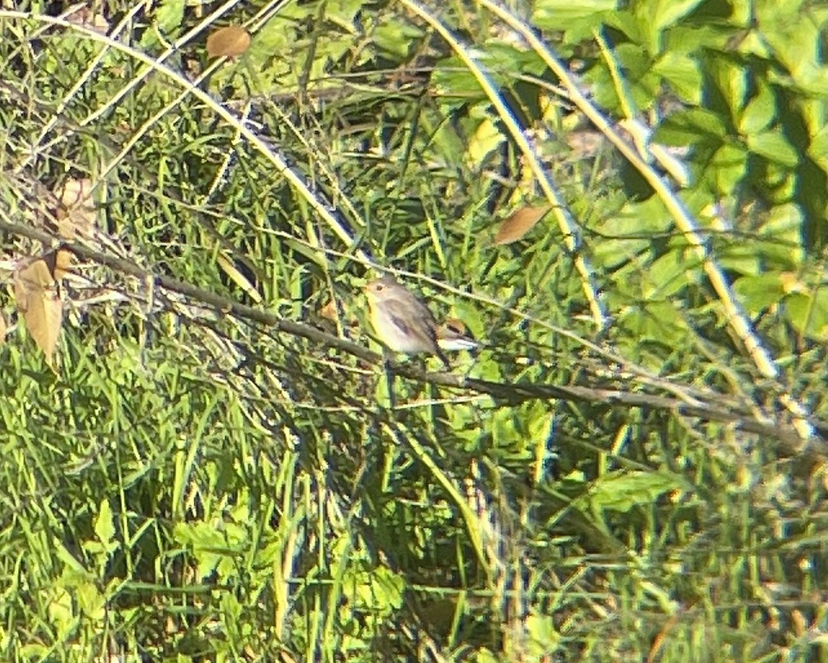 Red-breasted Flycatcher - ML612588942