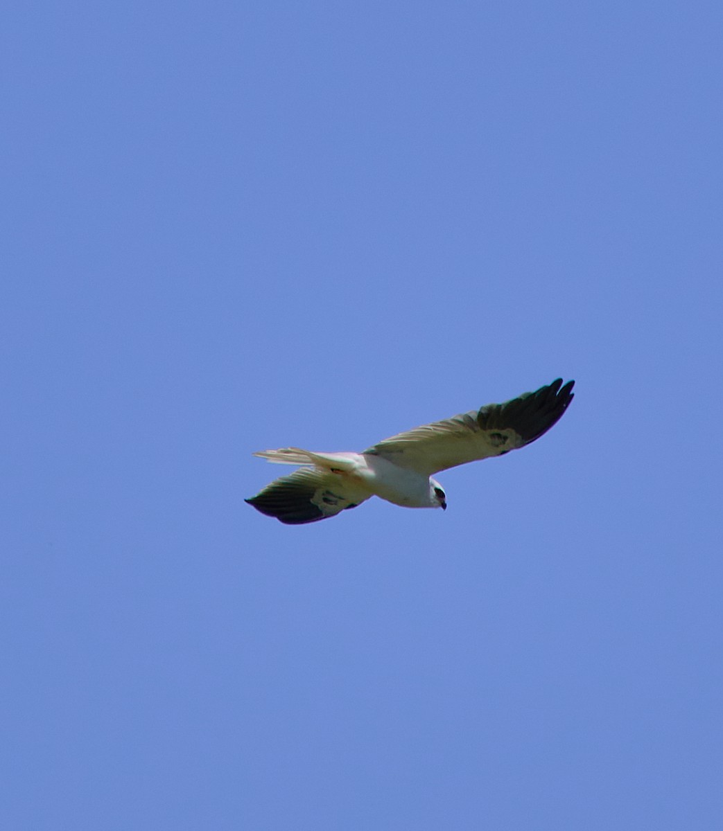 White-tailed Kite - Angélica  Abarca