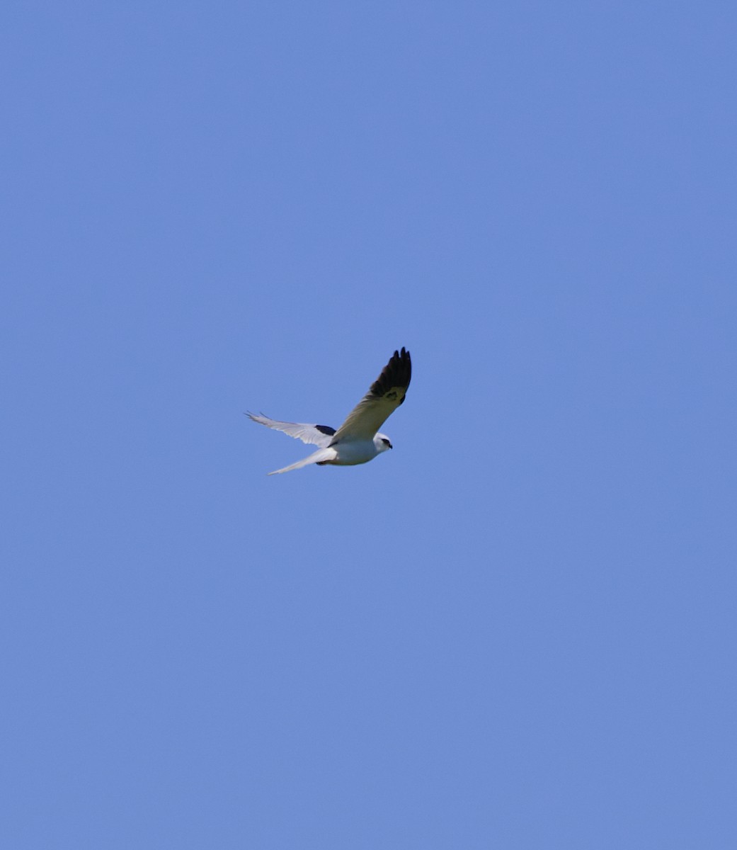 White-tailed Kite - Angélica  Abarca