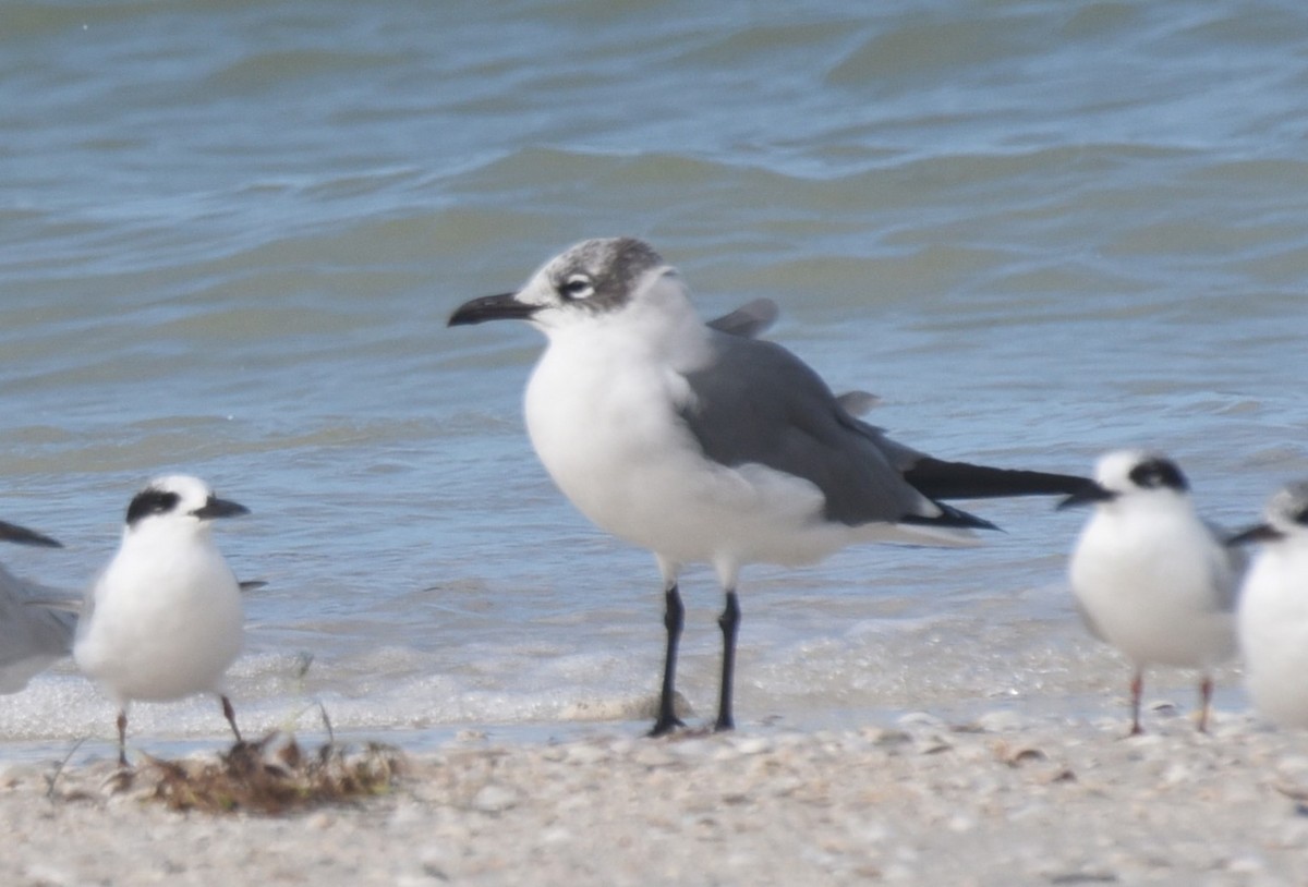 Mouette atricille - ML612589032