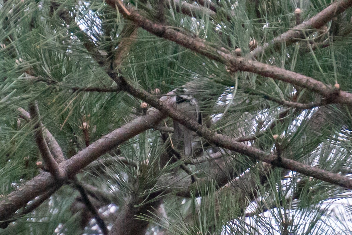 Black-throated Gray Warbler - ML612589098