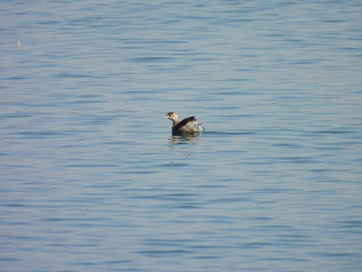 Хурган шунгуур - ML612589108