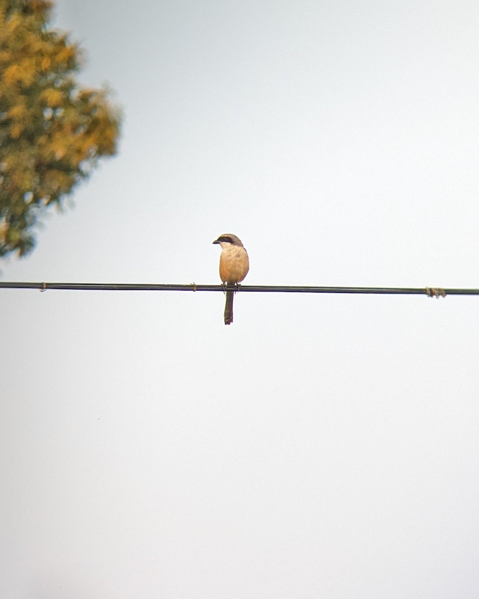 Long-tailed Shrike - ML612589166