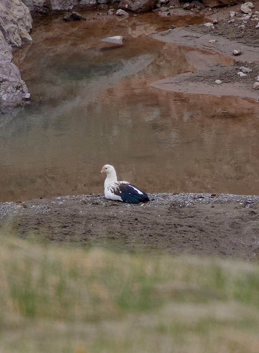 Andean Goose - ML612589191