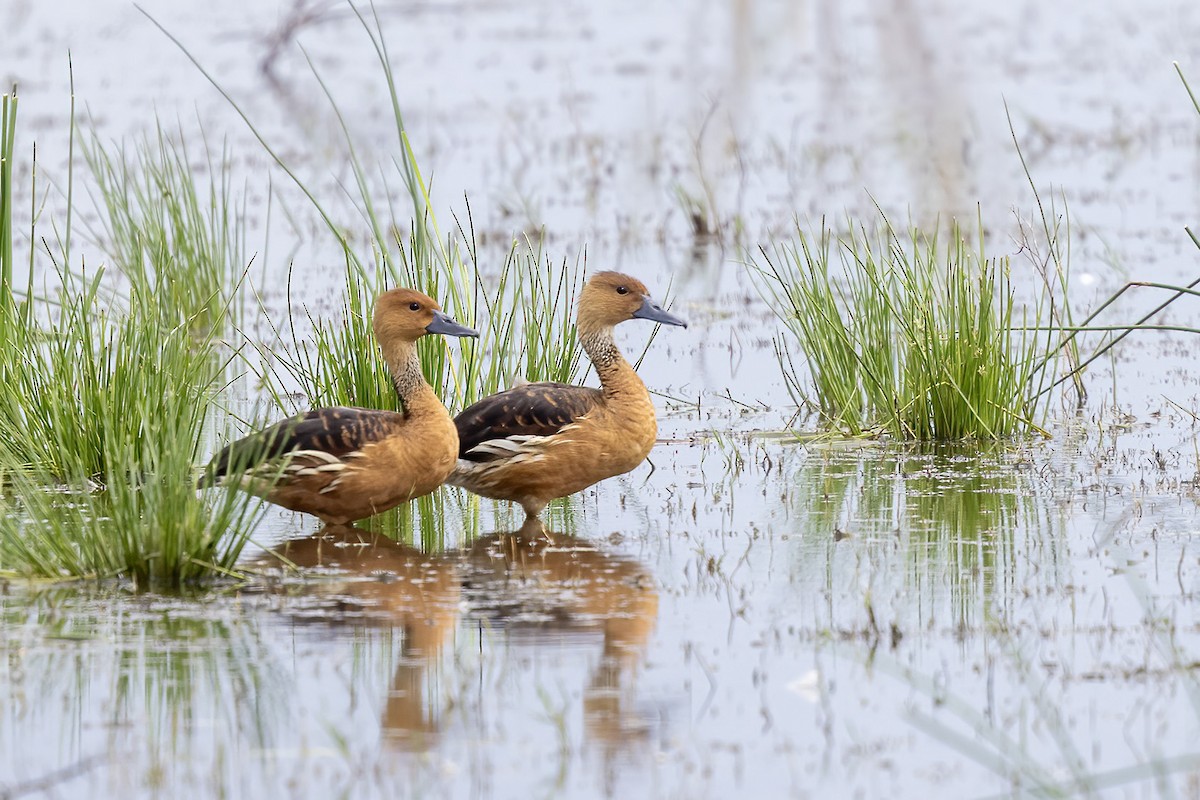 Fulvous Whistling-Duck - ML612589218