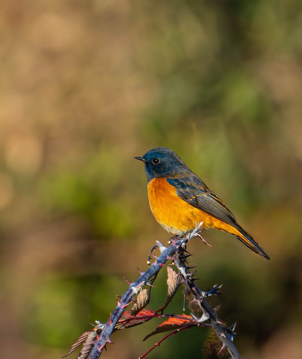 Blue-fronted Redstart - Akshay Bhandari