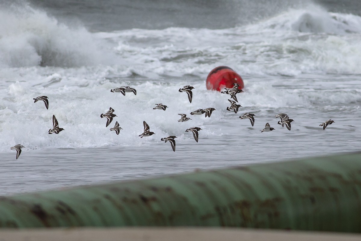 Ruddy Turnstone - Martin Wall