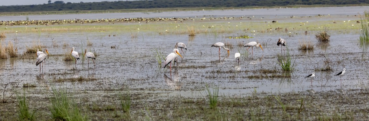 Yellow-billed Stork - ML612589342