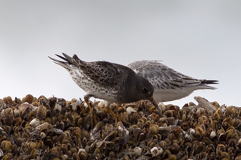 Purple Sandpiper - Martin Wall