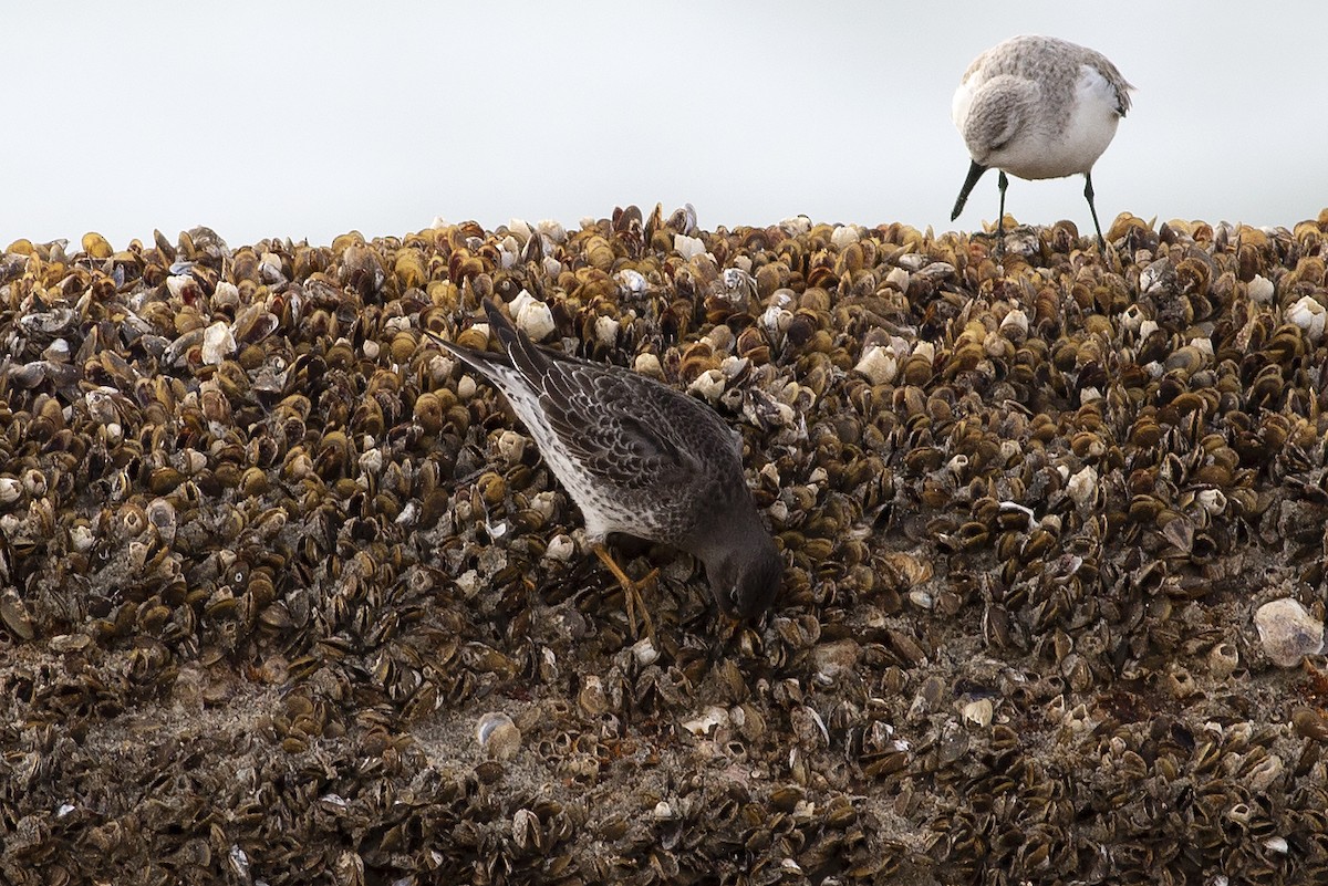 Purple Sandpiper - Martin Wall