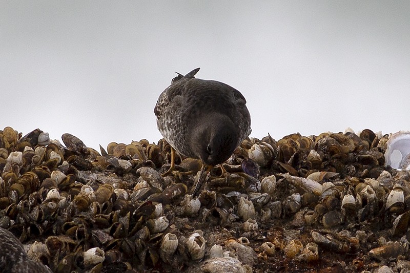 Purple Sandpiper - Martin Wall