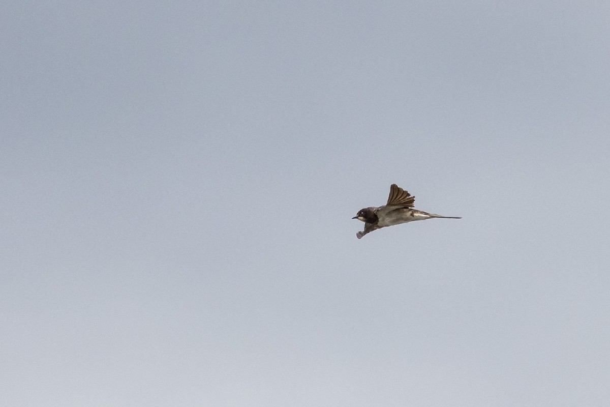 Barn Swallow (White-bellied) - ML612589428