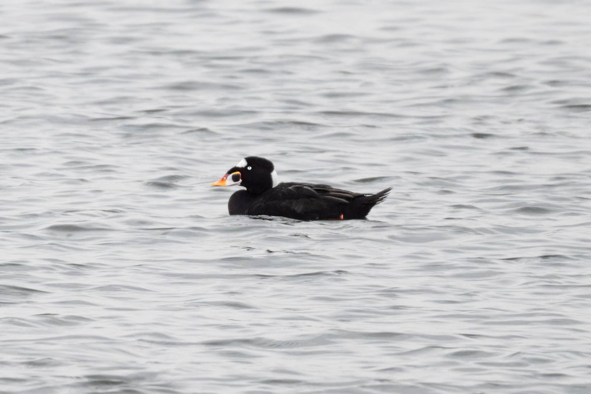 Surf Scoter - ML612589502