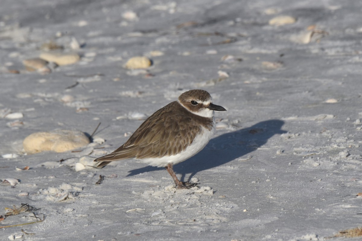 Wilson's Plover - ML612589515