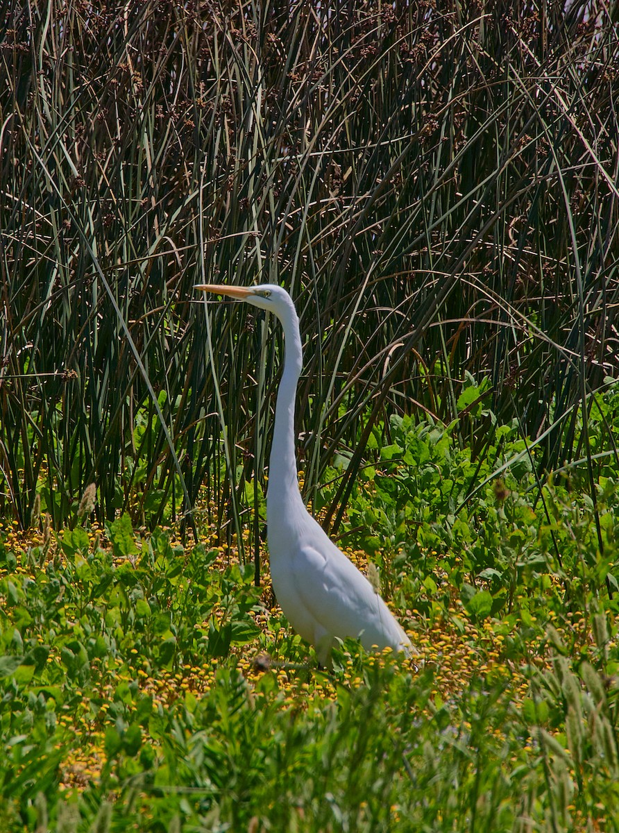 Great Egret - ML612589549