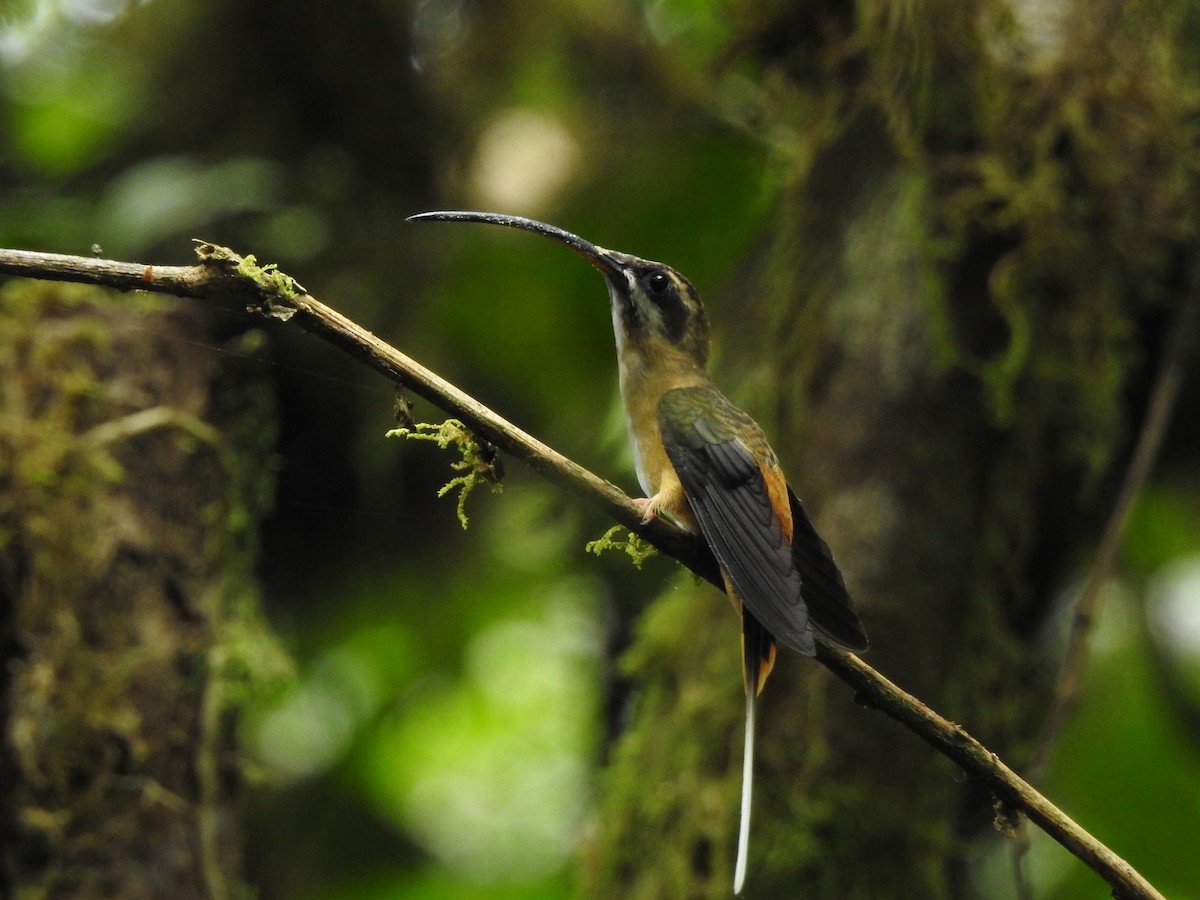 kolibřík dlouhoocasý - ML612589617