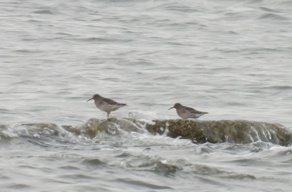 Purple Sandpiper - ML612589678