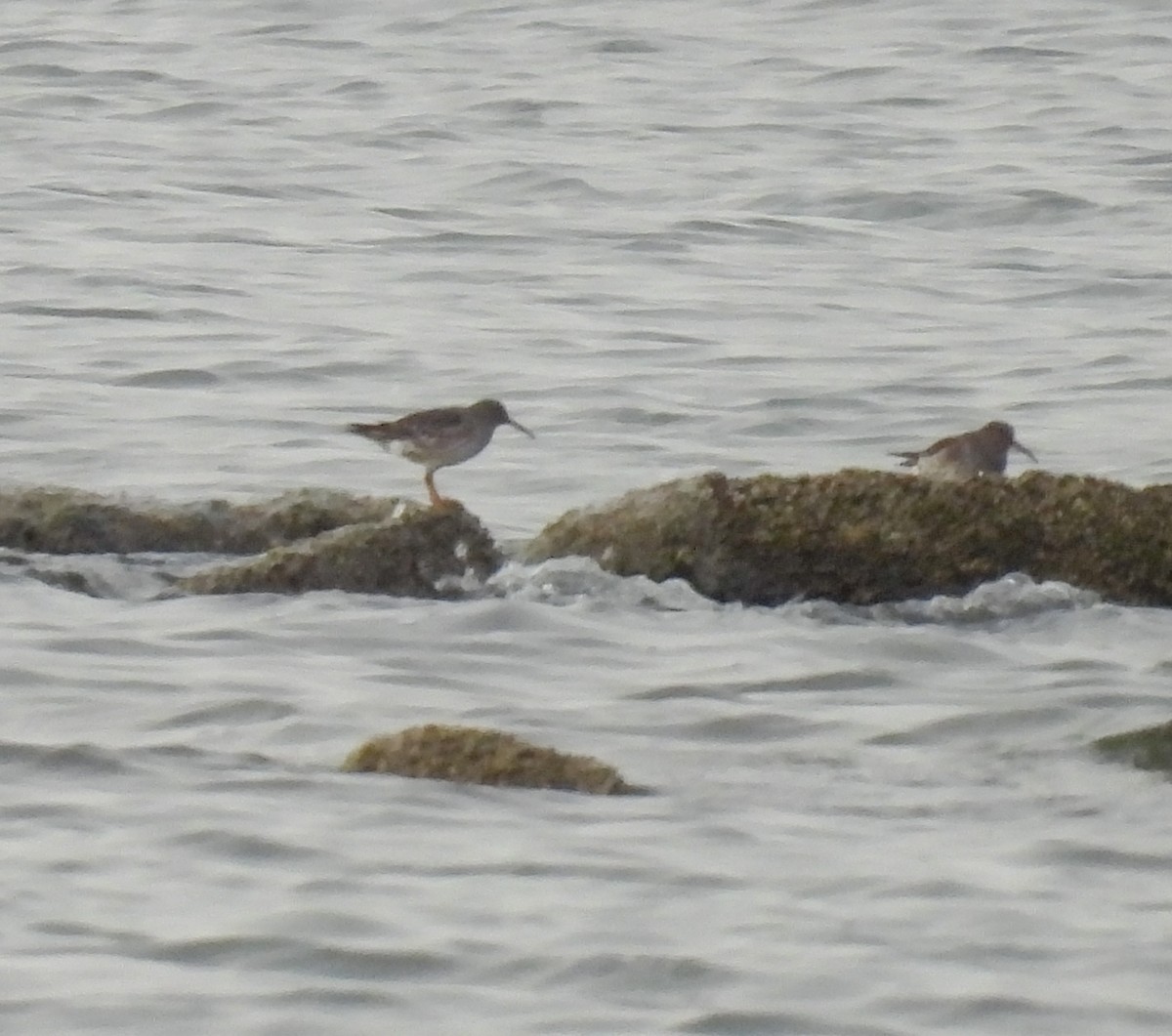 Purple Sandpiper - ML612589679