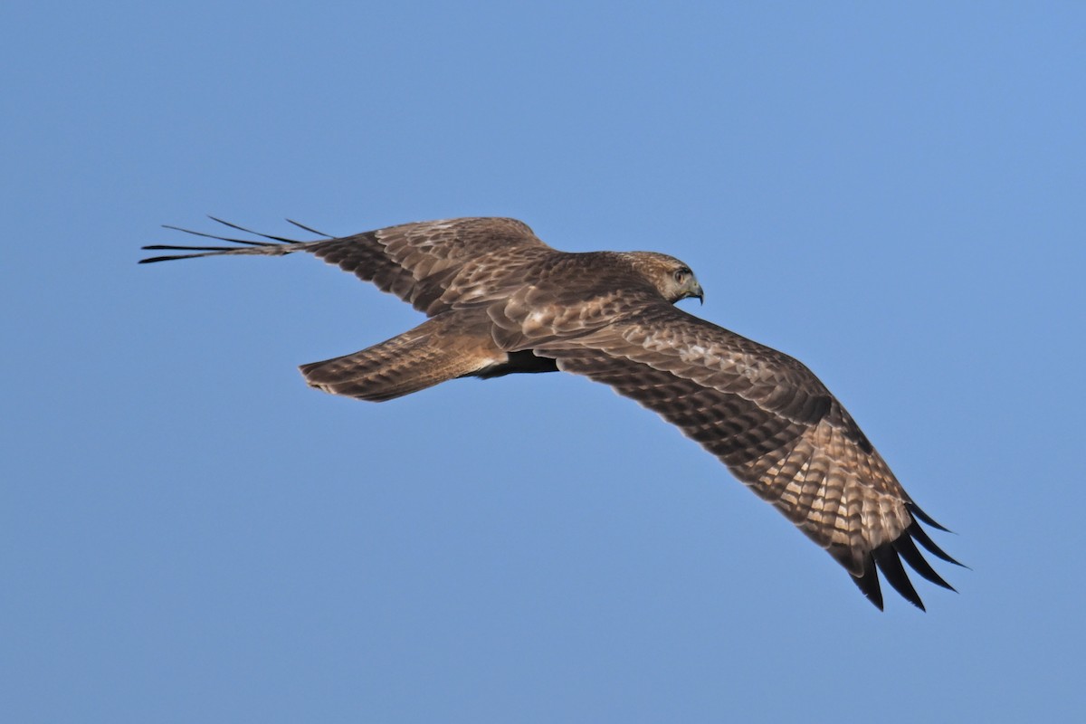 Eastern Buzzard - ML612589686