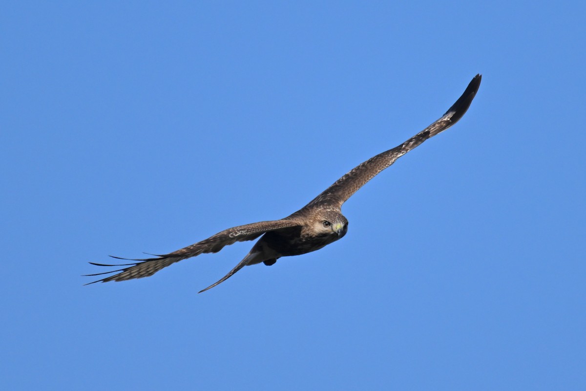 Eastern Buzzard - Ting-Wei (廷維) HUNG (洪)