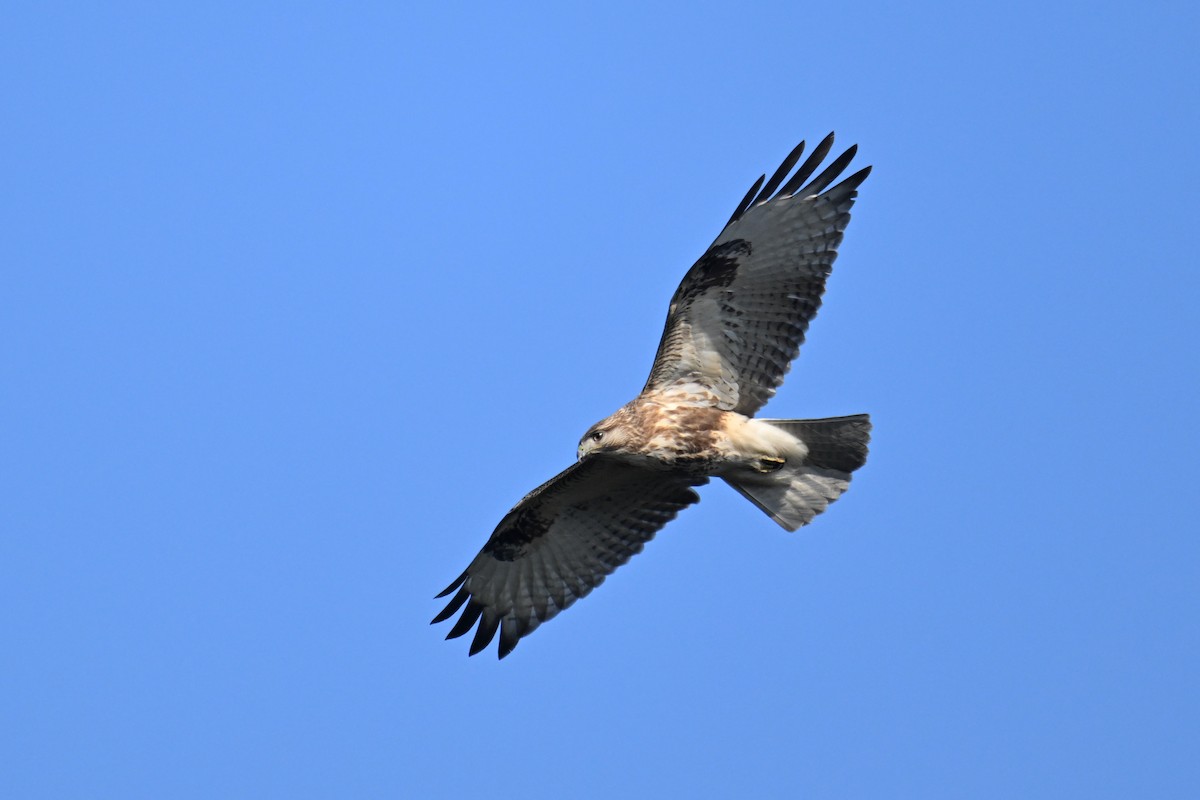 Eastern Buzzard - ML612589689