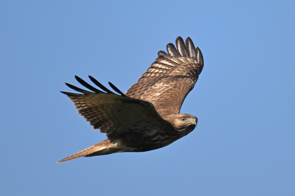 Eastern Buzzard - ML612589690