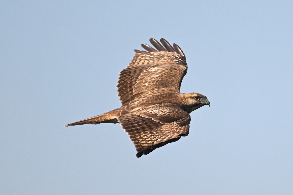 Eastern Buzzard - ML612589691