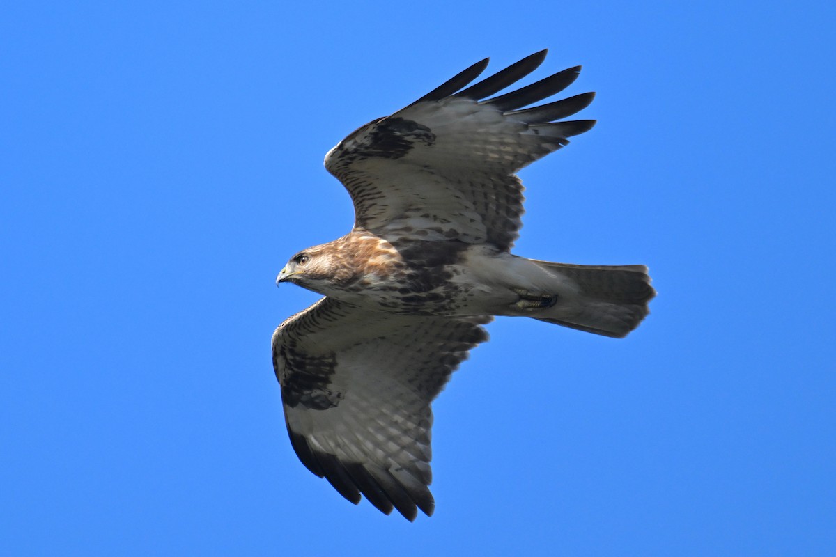 Eastern Buzzard - ML612589693