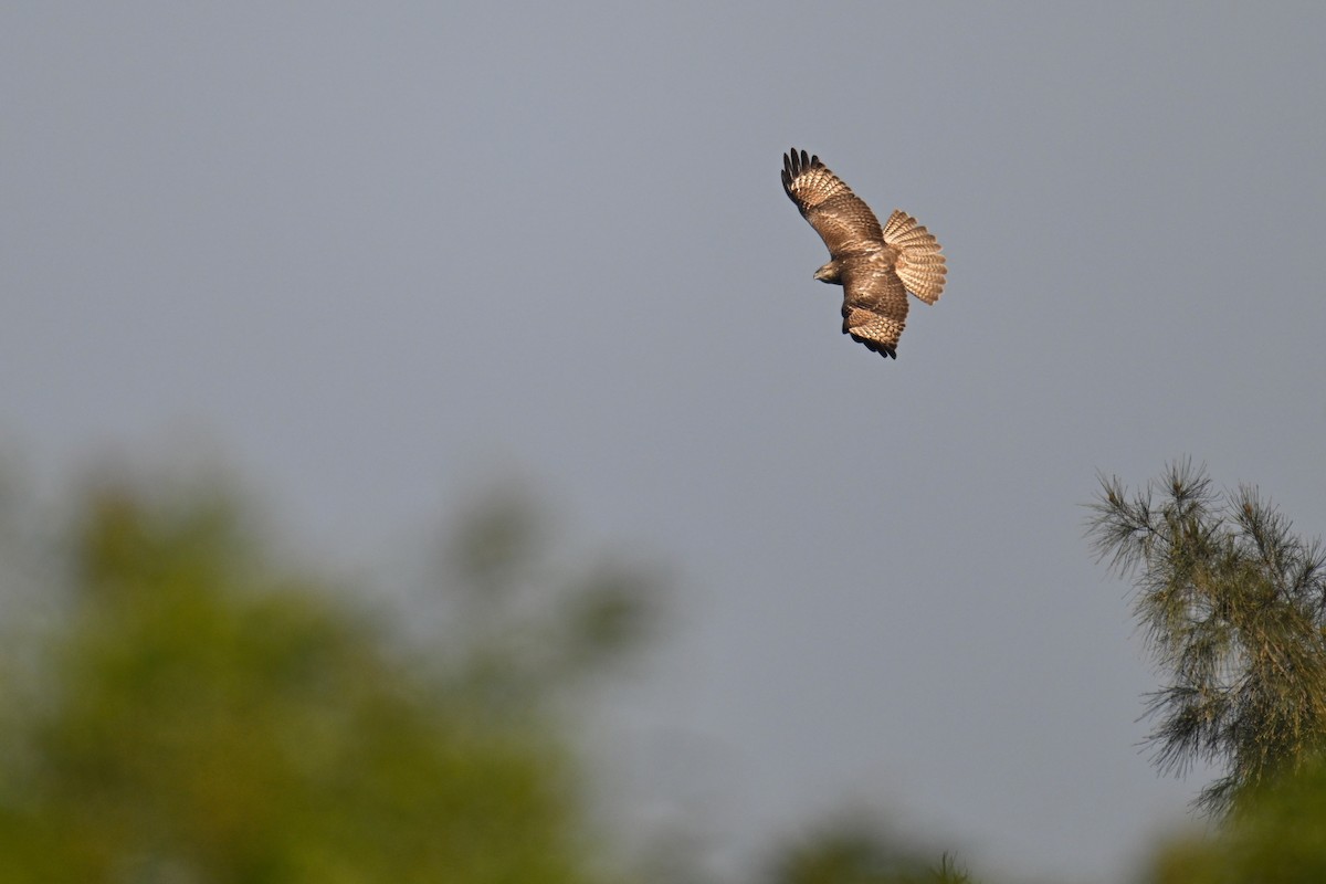 Eastern Buzzard - ML612589694