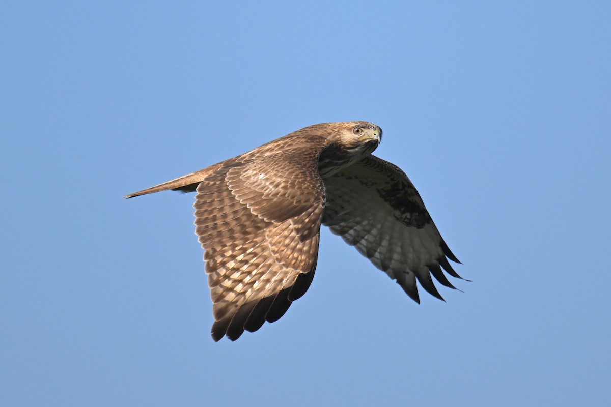 Eastern Buzzard - ML612589695