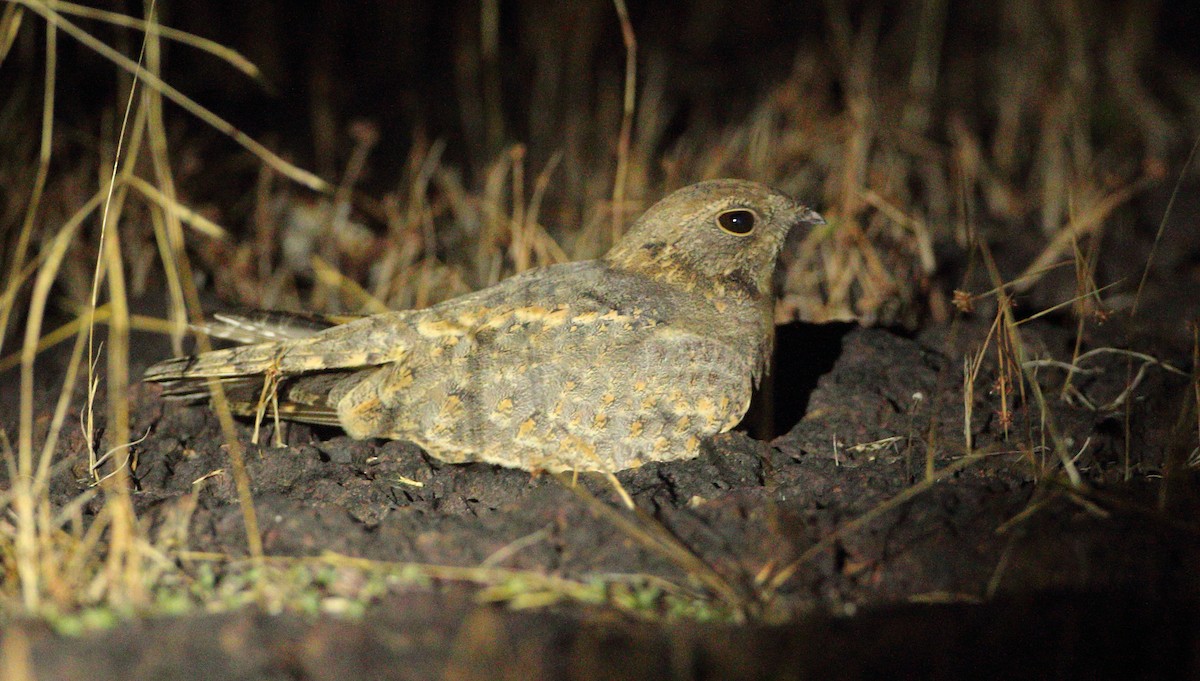 Savanna Nightjar - ML612589743