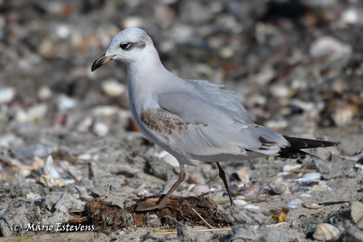 Mouette mélanocéphale - ML612589746