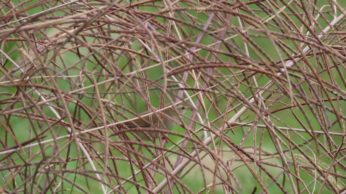 Manchurian Bush Warbler - ML612589916