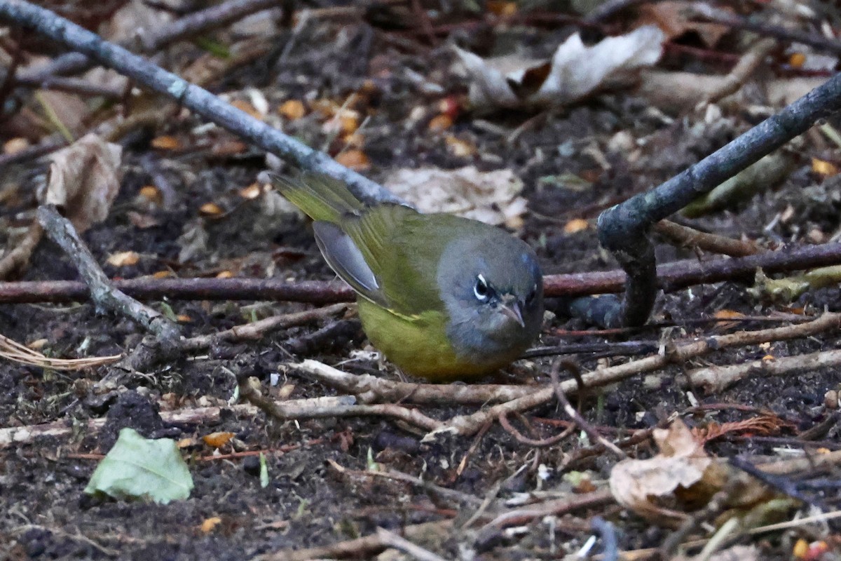 MacGillivray's Warbler - ML612589943