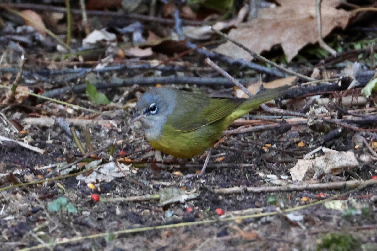 MacGillivray's Warbler - ML612589944