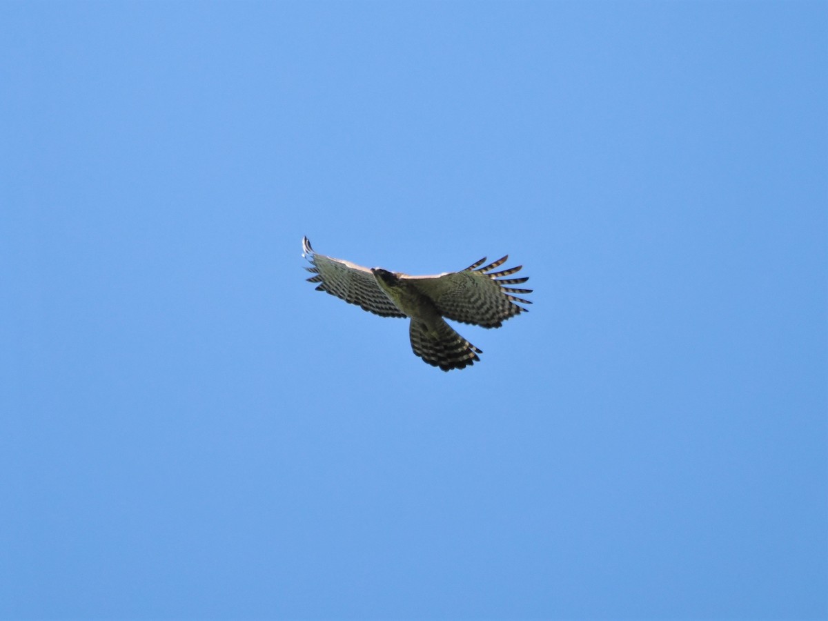 Águila Montañesa - ML612589999