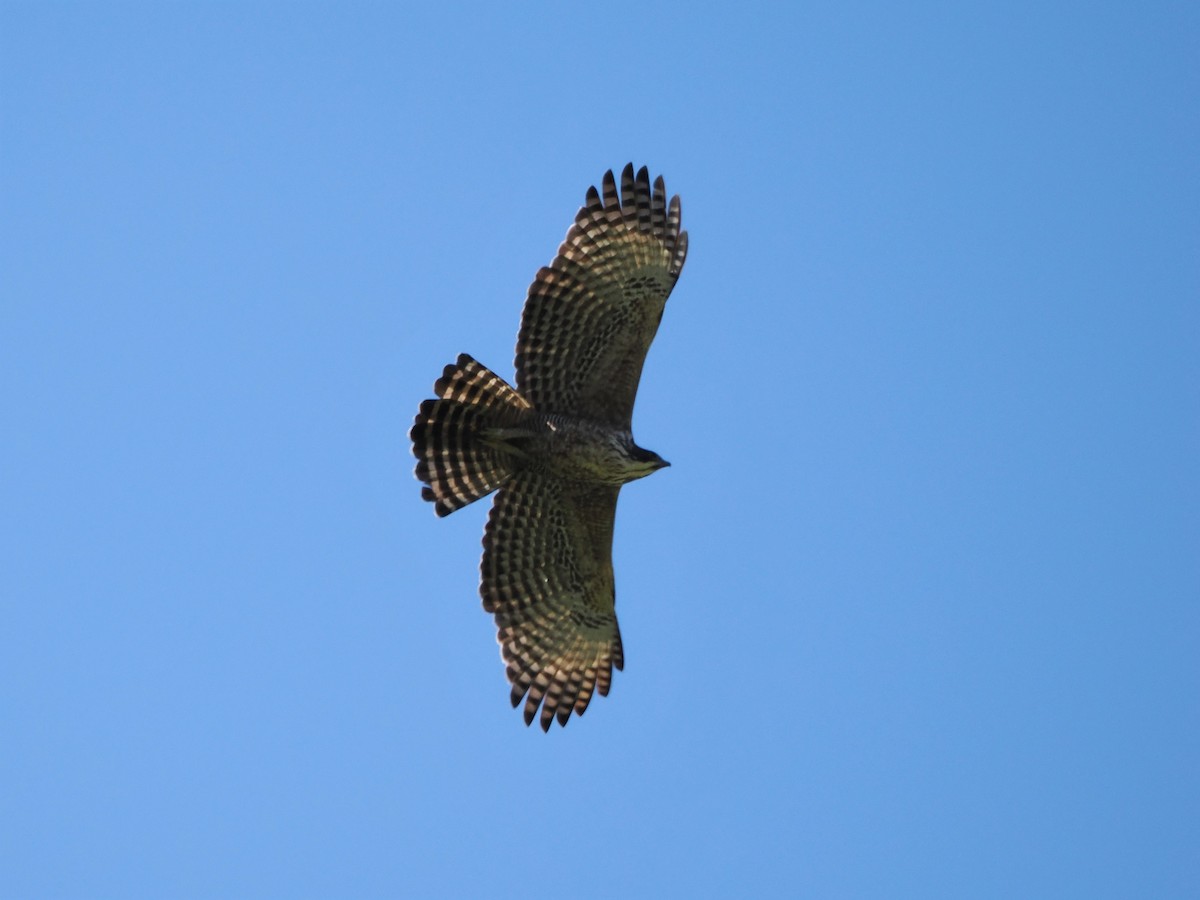 Mountain Hawk-Eagle - Kuan Chih Yu