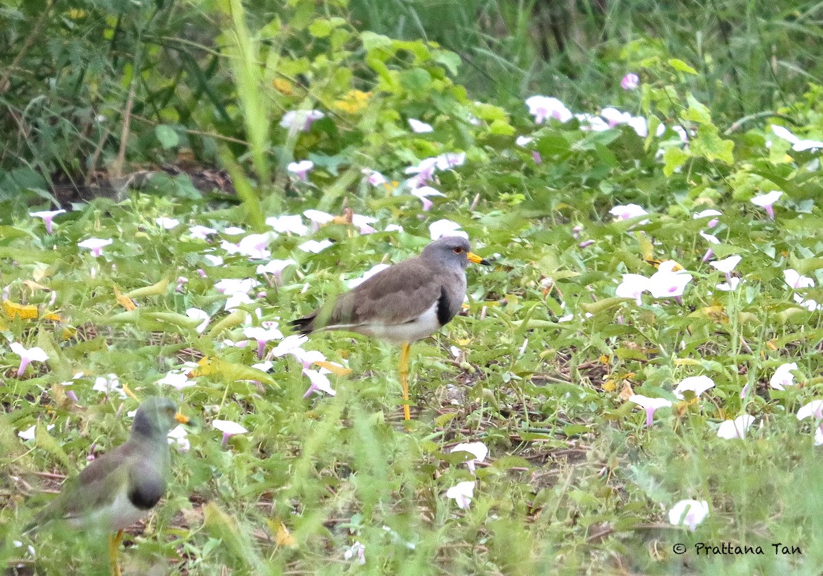 Gray-headed Lapwing - ML612590043