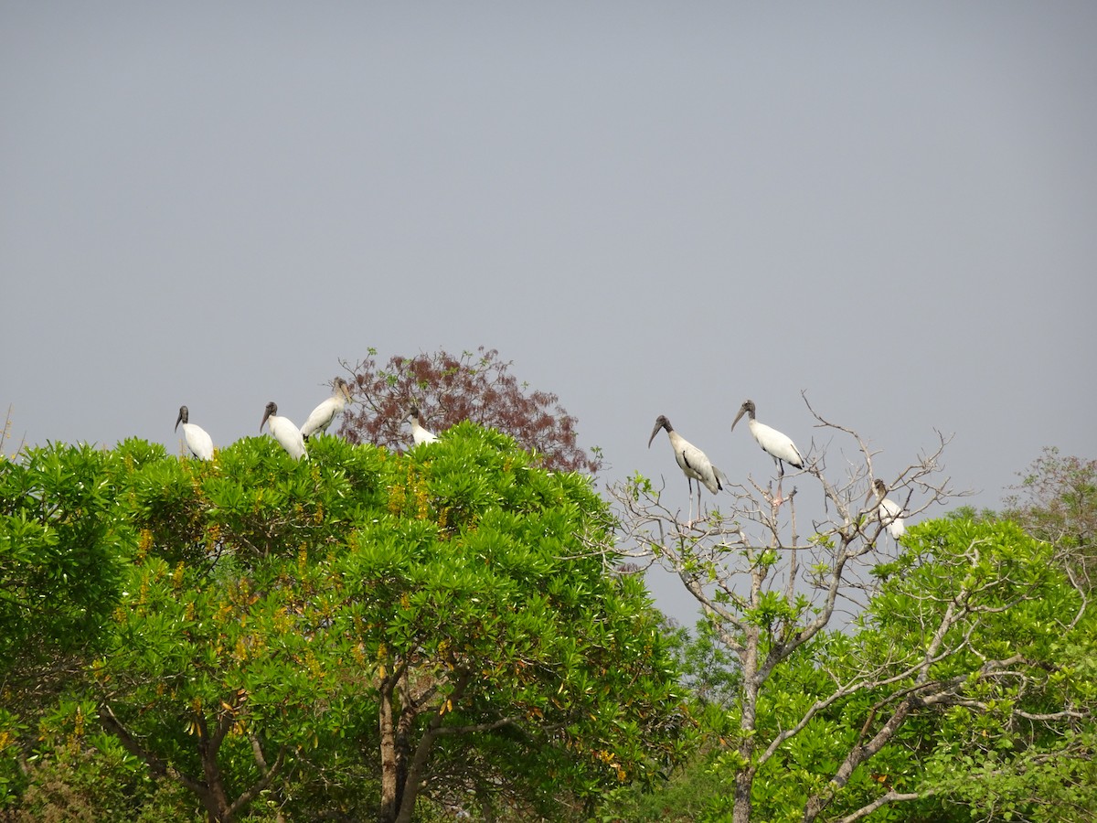 Wood Stork - Kirsty Stead