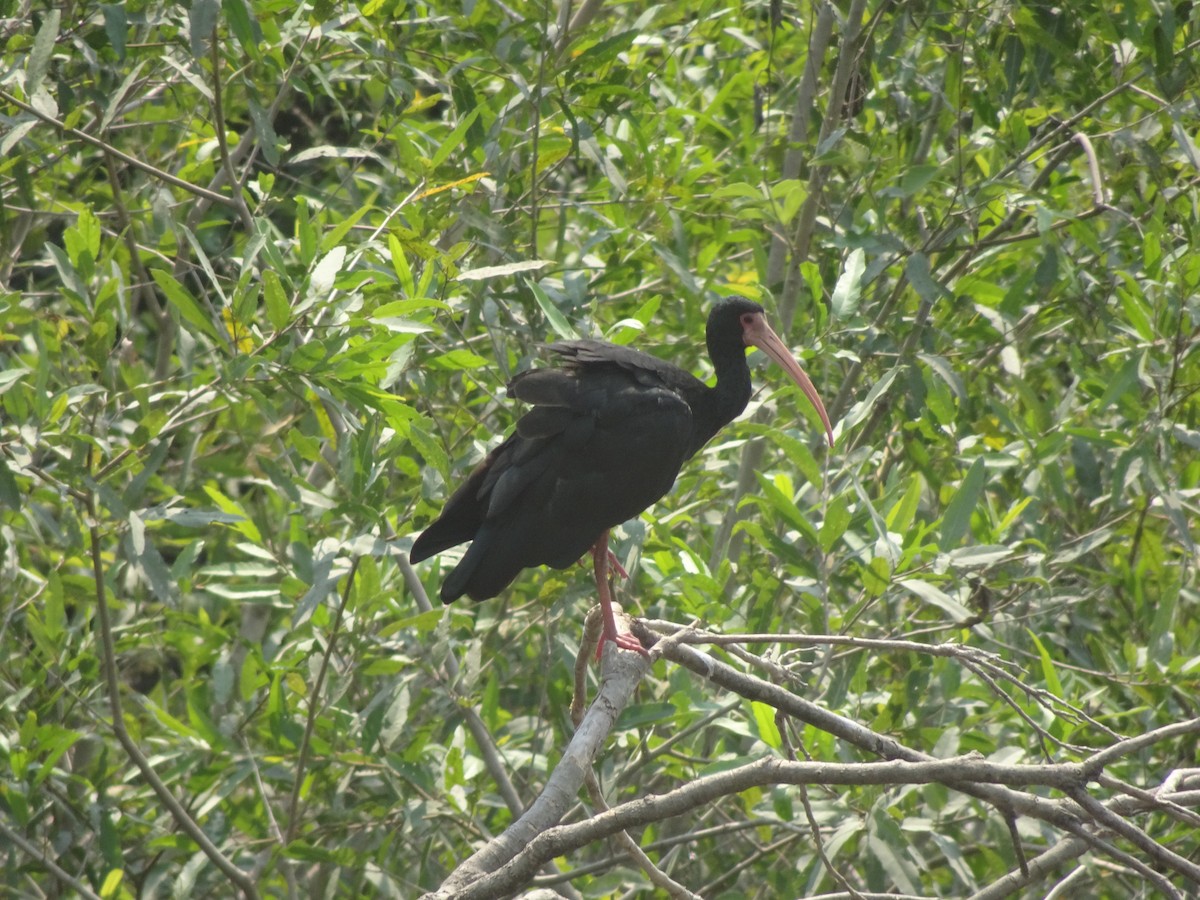 ibis tmavý - ML612590188